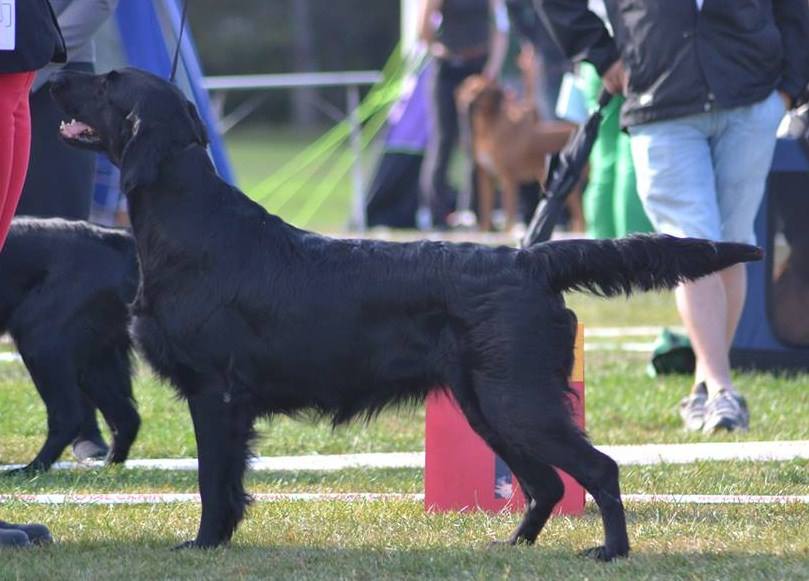 SE U(U)CH Wildzeal Spring Flower